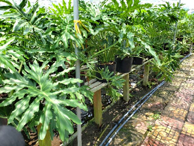 Cây Trầu Bà Thanh Xuân