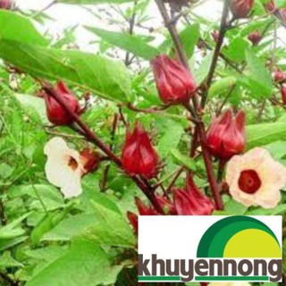 20 hạt giống atiso đỏ f1