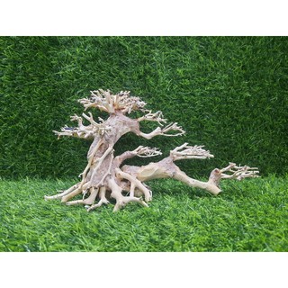Lũa Bonsai nghiêng số 2 cấy rêu.( N25-C15)