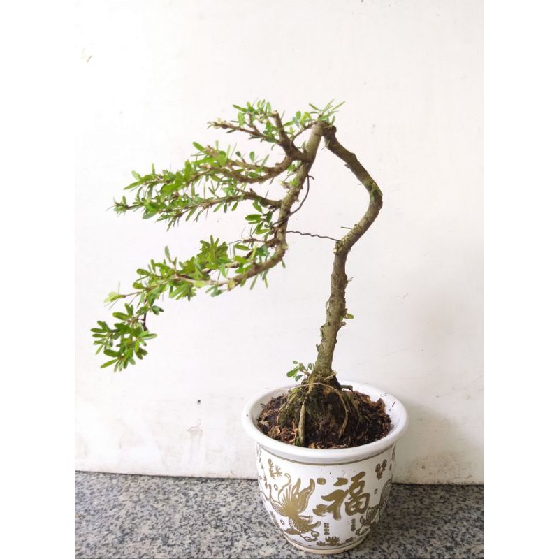 Cây Linh Sam bonsai mini chậu tròn