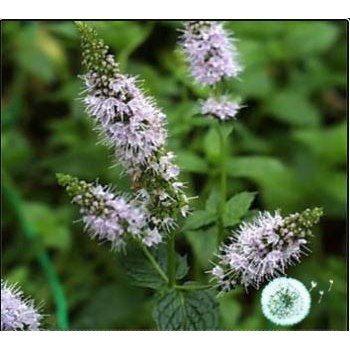 100h Hạt Giống Húng Bạc Hà Âu Peppermint