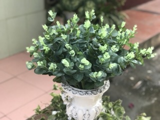 Lá táo nhỏ