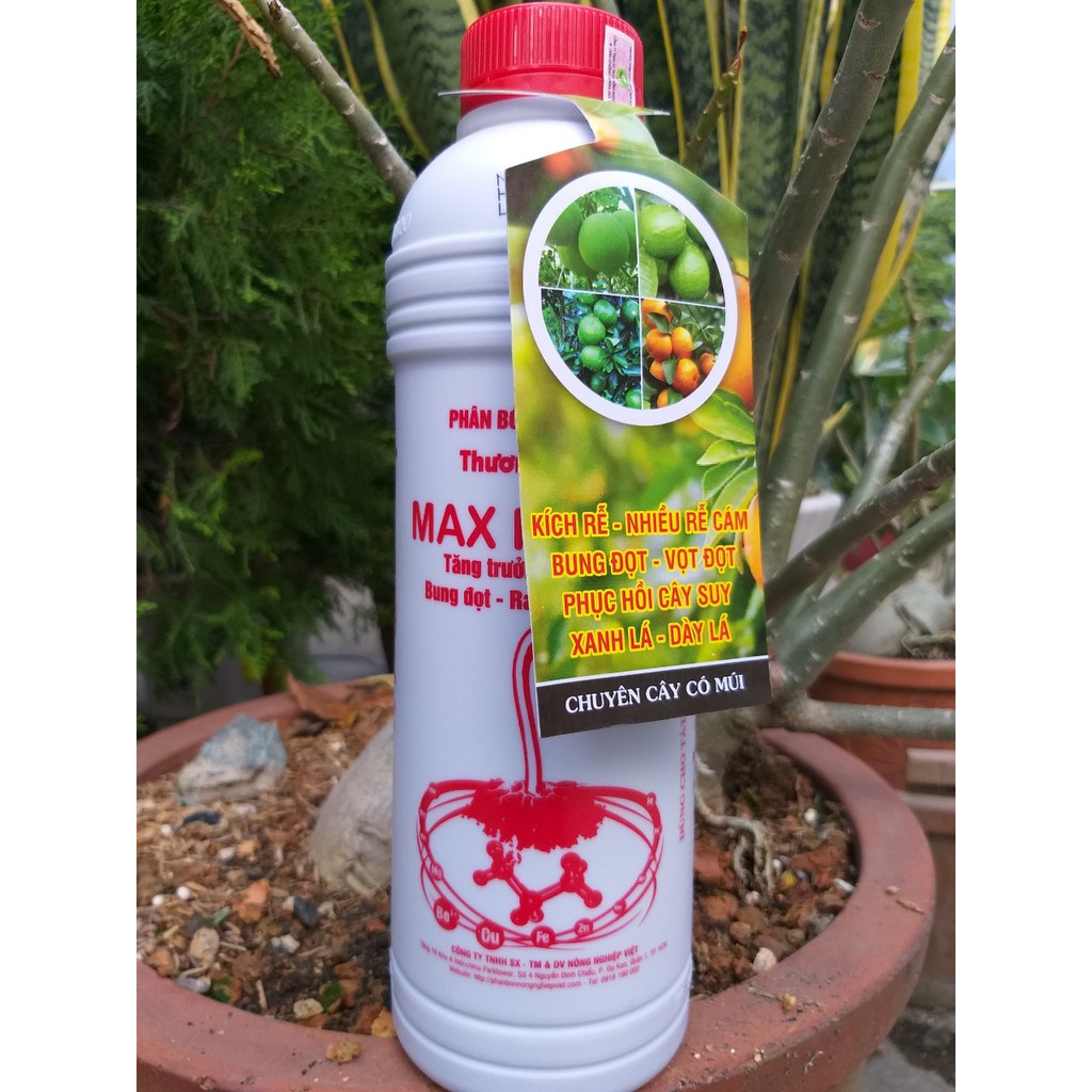 Phân Bón Lá MAX ROOT Siêu Bưởi (500ml) - Chuyên Dùng Cho Cây Có Múi