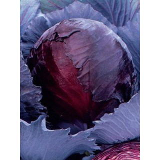 Hạt giống Bắp cải đỏ Red Express Cabbage