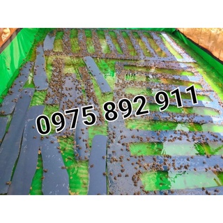 Bể bạt nuôi ốc ếch cá xanh bộ đội 6x3x1