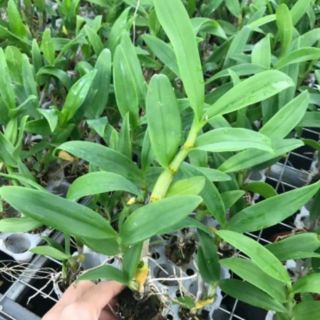 10 cây Giống lan thái dendro hàng nhập đủ màu