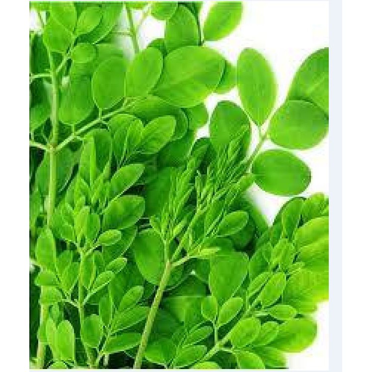Hạt giống cây chùm ngây F1 - 1 gói 20 hạt