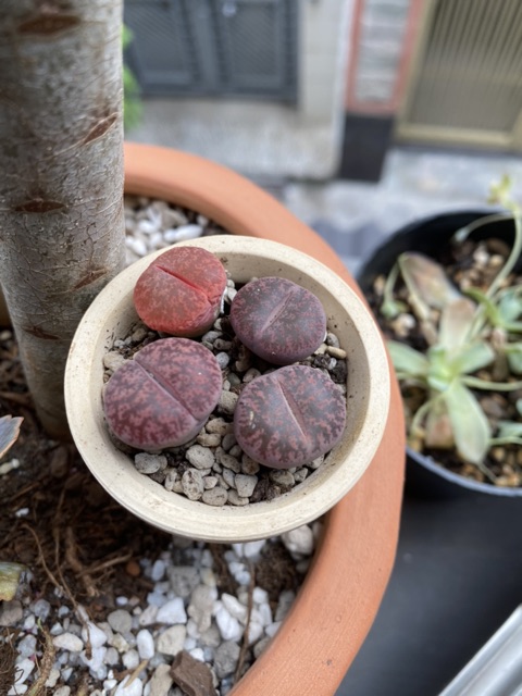 Lithop sen mông thạch lan