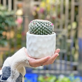 Cây xương rồng bánh sinh nhật để bàn đã bao gồm chậu sứ (Ảnh thật)