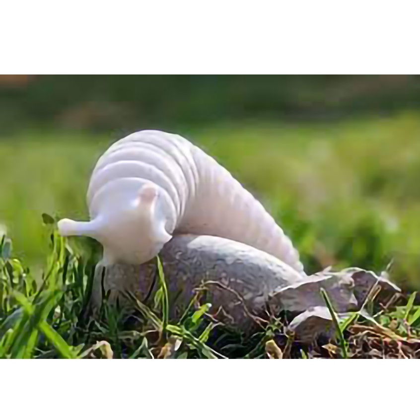 Bé sên - giống sâu đồ chơi linh hoạt xả stress trang trí bàn - IN3D.INDINI