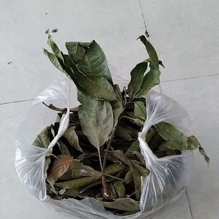 Lá xoài tươi _khô