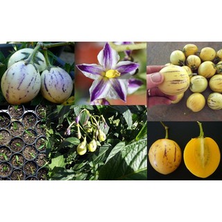 HẠT GIỐNG DƯA PEPINO