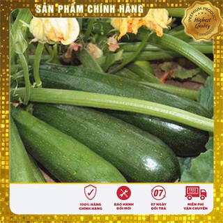 Hạt giống bí ngồi xanh hạt hat giong bi ngoi xanh