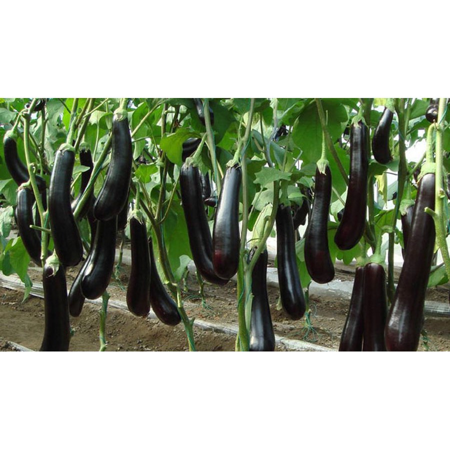 Hạt Giống Cà Tím F1