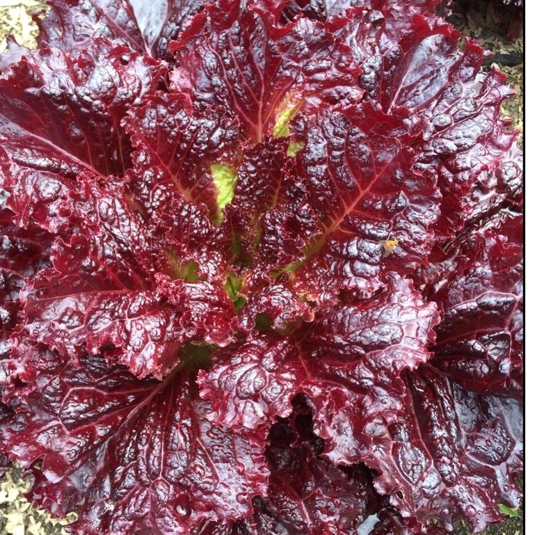 HẠT GIỐNG XÀ LÁCH ĐỎ MONTANA F1_ CHUẨN MÀU, BẢO HÀNH 12 THÁNG