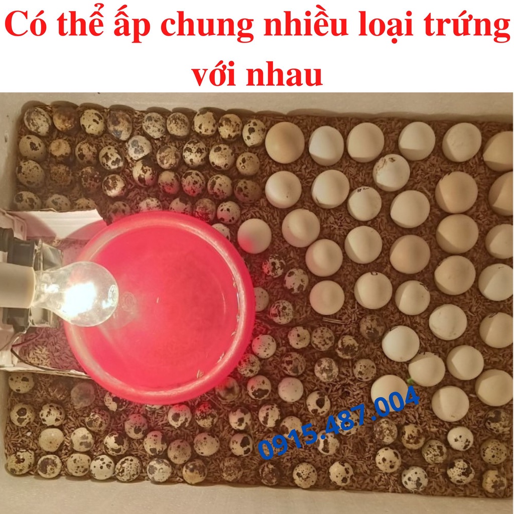 Máy ấp trứng Tuấn Trình