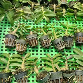 Giả hạc phi điệp nhiều chủng loại cây giống gieo hạt hoa ngẫu nhiên, thân mập đẹp.
