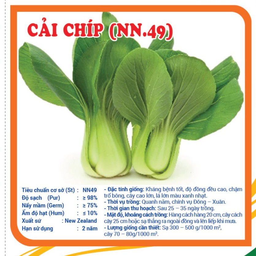Hạt giống rau Cải Chip_Cải thìa_Cải bẹ trắng New Zealand
