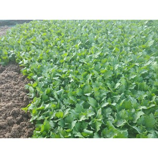 combo 1000 cây hoa cúc giống vàng pha lê
