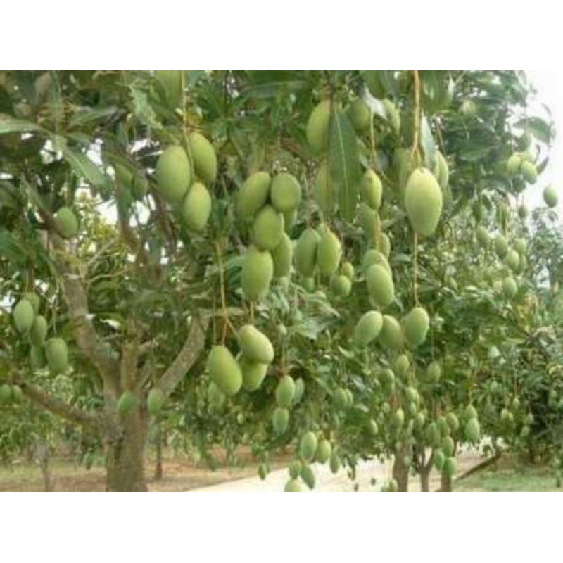 Xoài tứ quý