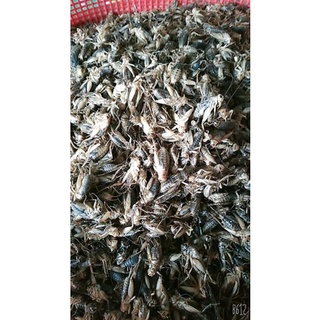 DẾ SẤY KHÔ 50 GRAM CHO NHÍM.. HAMSTER.. BÒ SÁT ..MÈO...