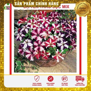 Hạt giống Hoa Dạ Yến Thảo Sọc 50 Hạt [Bán Sỉ]
