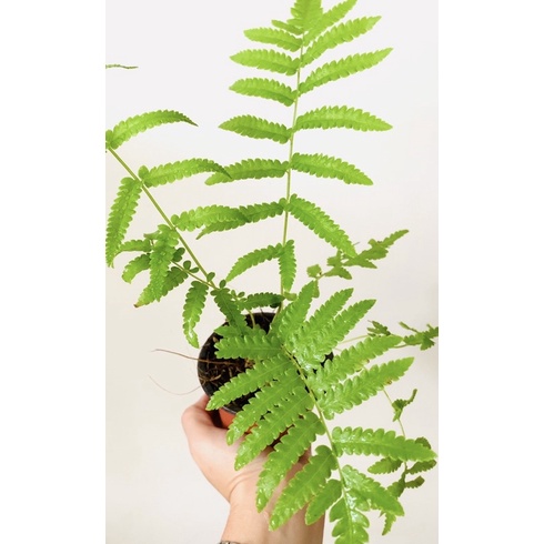 Chậu cây dương xỉ nhỏ để bàn