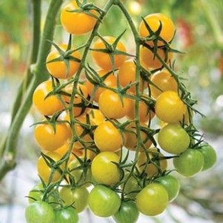 20h - HẠT GIỐNG CÀ CHUA CHERRY VÀNG