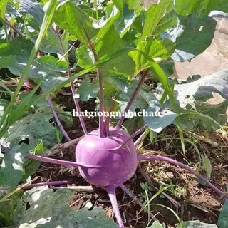 50 H  - HẠT GIỐNG SU HÀO TÍM KHÔNG SƠ CỦ TO