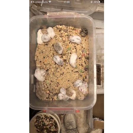 <⚡ＤＵＹ ＮＨẤＴ １ ＮＧÀＹ> Chuột hamster ww winter white (ww)