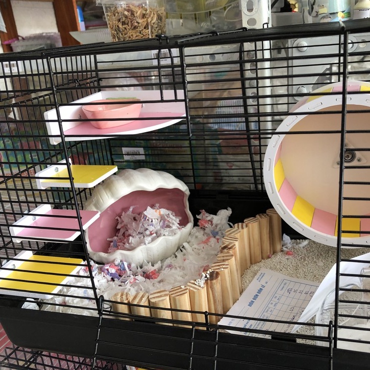 Nhà ngủ sứ hamster, VỎ SÒ xịn sò