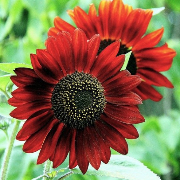 Hạt Giống Hoa Hướng Dương Đỏ (gói 50 hạt, tặng phân)