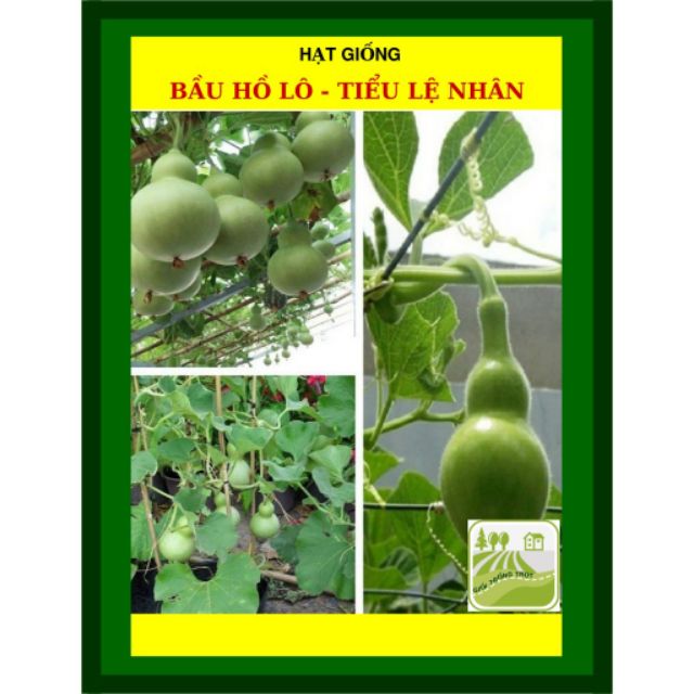 COMBO Chào XUÂN HÈ 06 LOẠI HẠT GIỐNG HOA QUẢ DỄ TRỒNG Tặng kích mầm gồm sen nhật củ cải hoa đồng tiền cà chua bạch tuộc