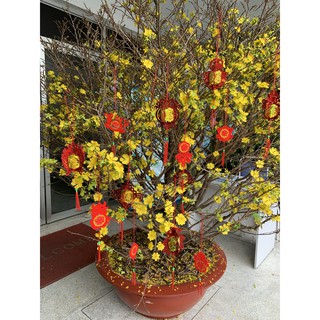 ⚡SIÊU SALE⚡COMBO 6 DÂY TREO TRANG TRÍ TẾT🏮DÂY TREO🎋LỒNG ĐÈN TRANG TRÍ 🏮 CÂY MAI - CÂY ĐÀO