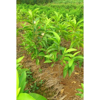 Cây Hoa Ngọc Lan ( Cây bóng mát và hoa đẹp)