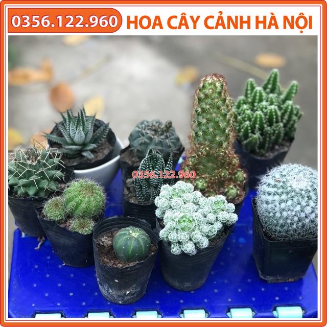 Bộ 10 cây xương rồng bất kỳ