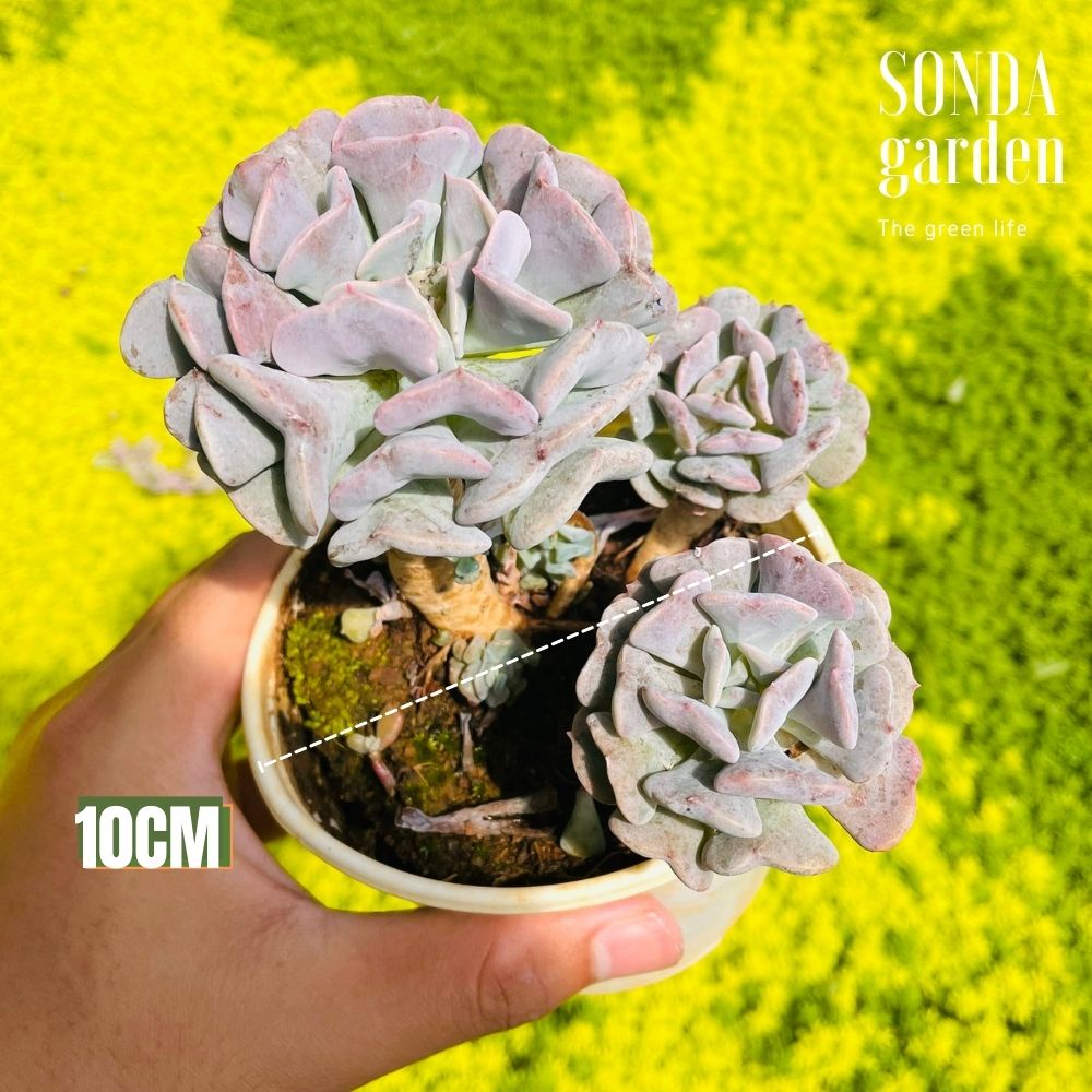 Sen đá cúc tím cổ thụ SONDA GARDEN size trung bình 8-10cm, cây cảnh trang trí nhà cửa, lỗi 1 đổi 1