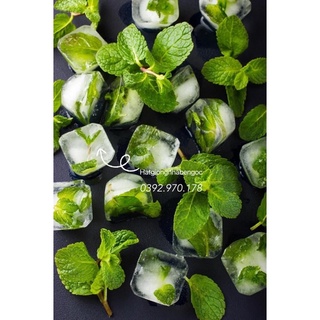 Hạt Giống Húng Lũi Bạc Hà Âu Choco Mint
