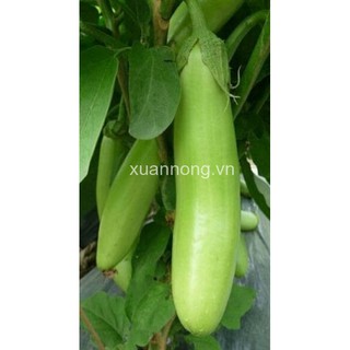 HẠT GIỐNG CÀ XANH MỠ