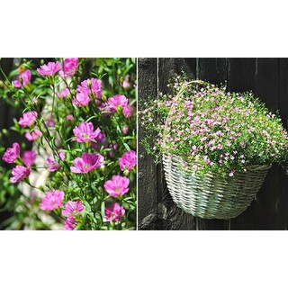 Gói 10 hạt giống hoa baby Hồng trồng chậu - Gypsophila Gypsy Rose/ Baby breath