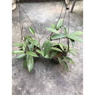 combo 2 giò hoa lan cẩm cù đỏ