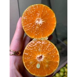 Cây giống quýt đường ôn châu