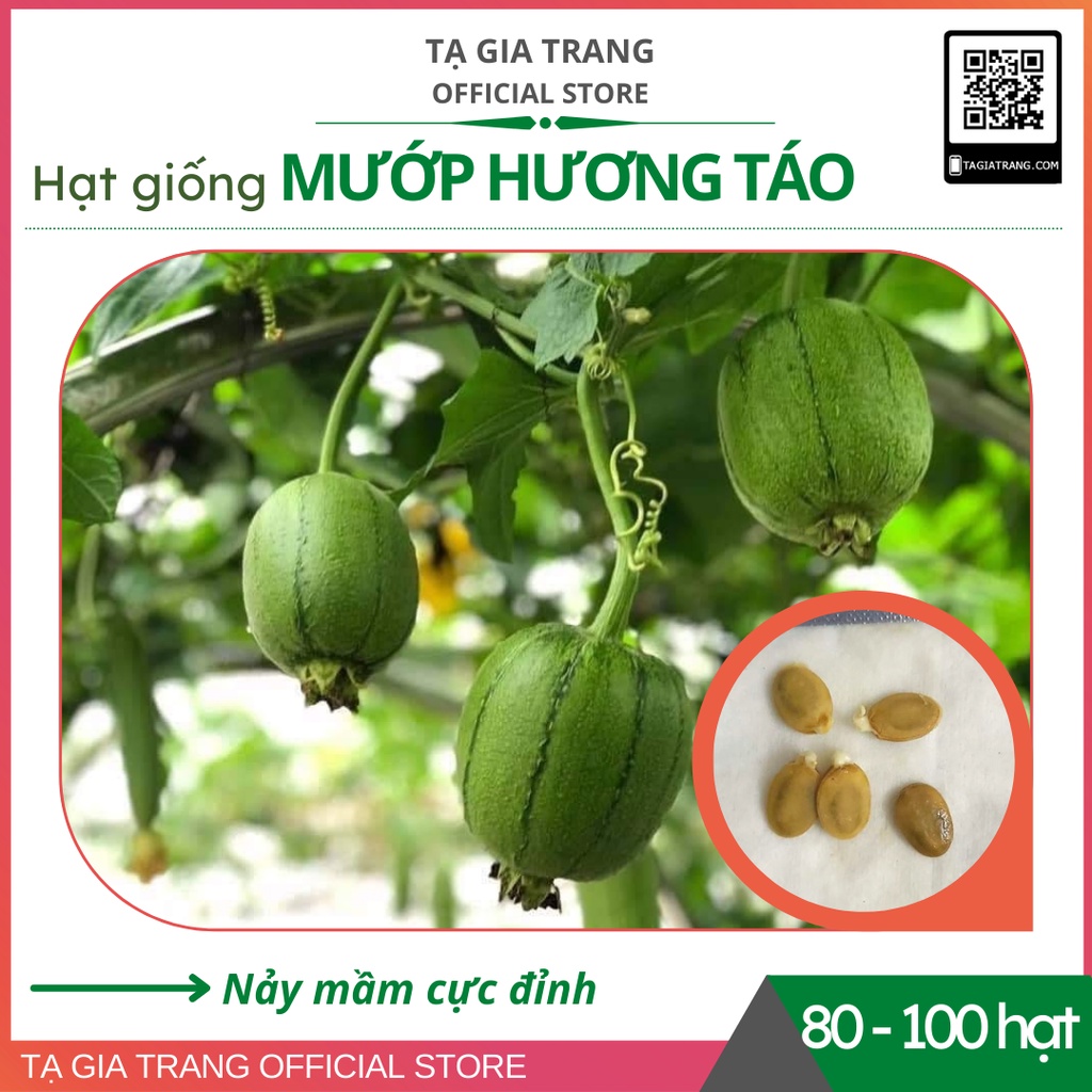 Hạt giống mướp táo Đài Loan - Gói 5 hạt chuẩn hàng F1