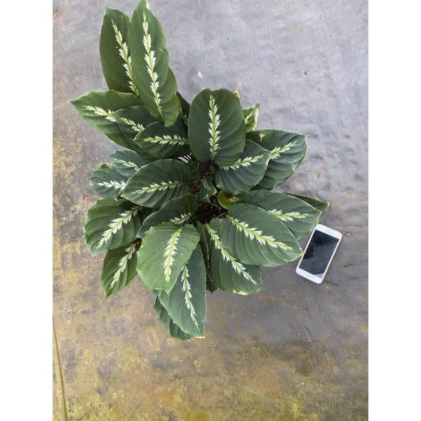 Calathea Maui queen- Đuôi công nữ hoàng Maui