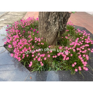 20 củ huệ mưa tặng hom giống trầu bà lá sẻ