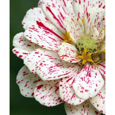 30 Hạt Giống Hoa Cúc Lá Nhám CandyStripe