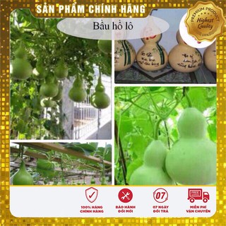 Hạt Giống Bầu Hồ Lô(10 hạt)