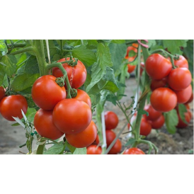 Hạt giống Cà Chua Đỏ F1