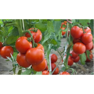 Hạt giống cà chua đỏ f1