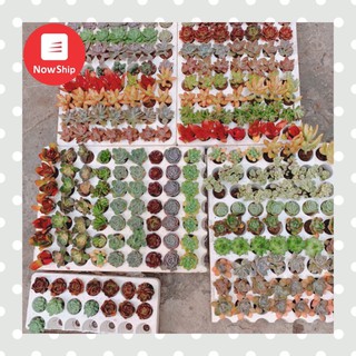 Combo 84 cây sen đá vỉ mini 3-5 cm mix ít nhất 21 loại khác nhau không kèm vỉ xốp - Cây cảnh ngoài trời dễ thương